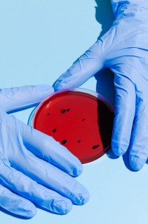 person holding petri dish